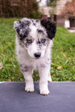 Border collie puppy in a garden setting
