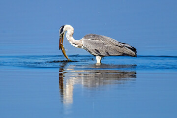 The Grey Heron  lives freely in nature