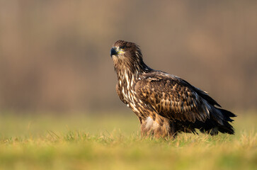 Obraz premium Sea eagle or white tailed eagle ( Haliaeetus albicilla)