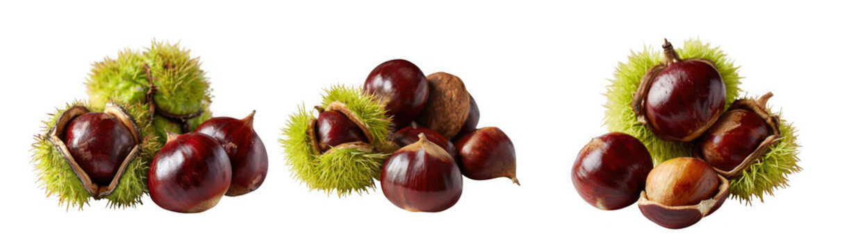 Three clusters of ripe horse chestnuts with spiky green husks and brown nuts isolated on transparent background