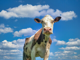 Portrait of well-kept spotted cow under blue sky with soft clouds, symbolizing proper livestock...
