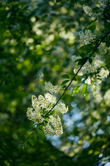 Springtime branch with white blooming fruit tree flowers. Beautiful flower image of spring nature