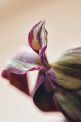 Close-up of striped green and purple leaves of Tradescantia zebrina