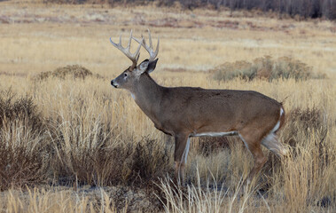 Whitetail Deer Buck in Autumn in Colorado
