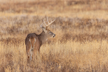 Whitetail Deer Buck in Autumn in Colorado
