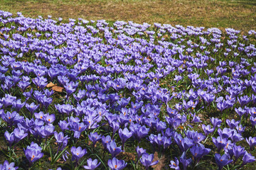 Spring flowerbed of purple crocus flowers. Crocus field