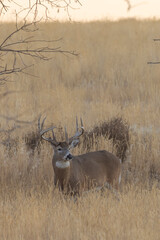Whitetail Deer Buck in Autumn in Colorado