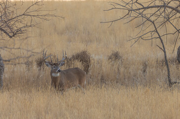Whitetail Deer Buck in Autumn in Colorado
