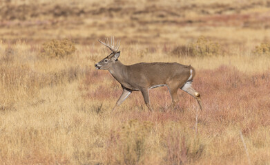 Whitetail Deer Buck in Autumn in Colorado