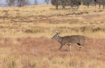 Whitetail Deer Buck in Autumn in Colorado
