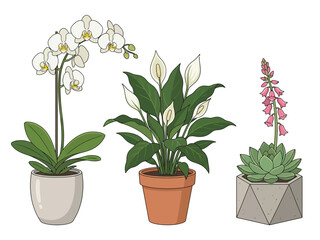 Fototapeta premium A collection of three illustrated houseplants: a white orchid, a peace lily, and a flowering succulent in decorative pots.