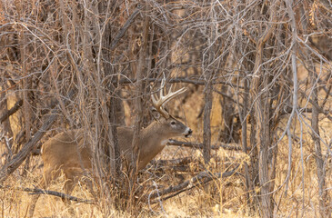 Whitetail Deer Buck in Autumn in Colorado