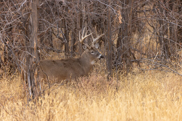 Whitetail Deer Buck in Autumn in Colorado