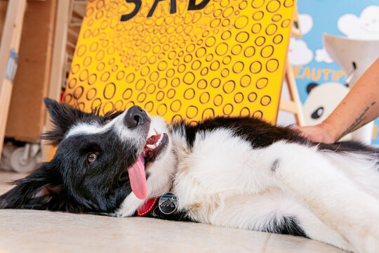 Dog relaxing in a colorful art workshop environment