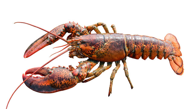 Langosta