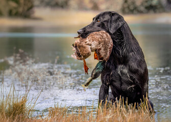 Field Labrador Retriever With Duck