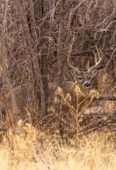 Whitetail Deer Buck in Autumn in Colorado