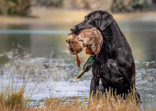 Field Labrador Retriever with duck in mouth