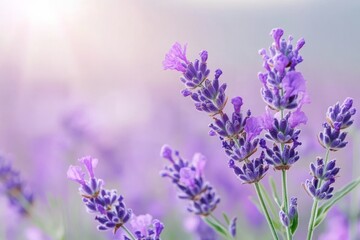 Fototapeta premium Lavender flowers blooming in a fragrant field