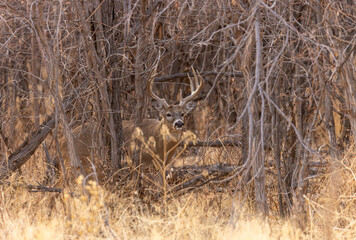 Whitetail Deer Buck in Autumn in Colorado