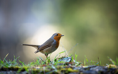 Robin resting on the ground. Close-up view. Blur background with shallow depth of field.