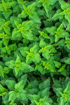Lush green nettle leaves forming a dense foliage