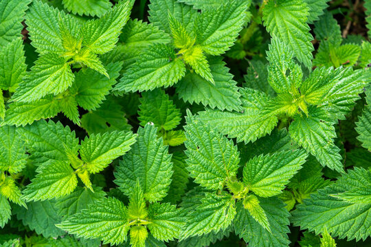 Close-up of vibrant green nettle leaves outdoors