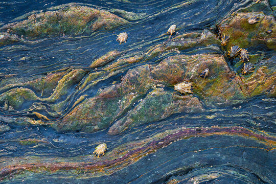 Multicolor textures of a coastal rock with barnacles