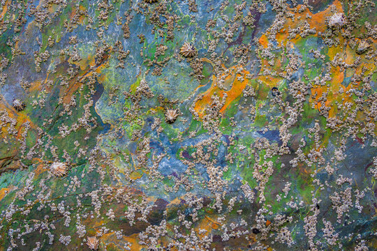 Multicolor sea rock with barnacles and vibrant hues
