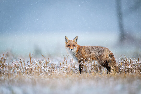 Red fox ( Vulpes vulpes ) in winter scenery