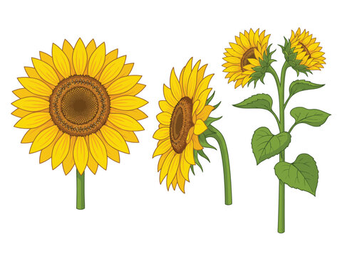 A set of three detailed sunflower illustrations from different angles: front view, side profile, and a full plant.