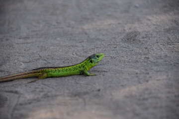 Fototapeta premium Green lizard resting on warm stone ground, close-up showing bright green scales and alert posture, capturing reptile wildlife in a natural outdoor environment.