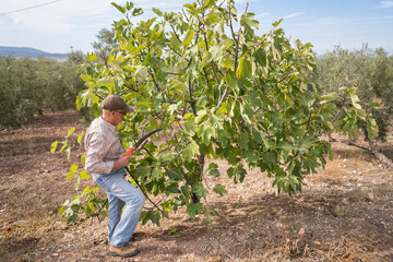 Pruning branches in rural agricultural setting