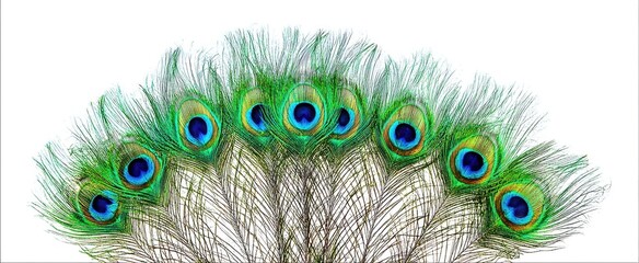 Obraz premium The Peacock Feathers Fanned in Vibrant Green and Blue Eyespot Display on White