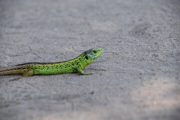 Fototapeta premium Green lizard resting on warm stone ground, close-up showing bright green scales and alert posture, capturing reptile wildlife in a natural outdoor environment.