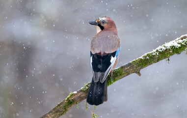 Obraz premium Eurasian jay bird ( Garrulus glandarius )