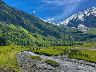 Cows Grazing Among a Mountain Pass in the French Alps in July 