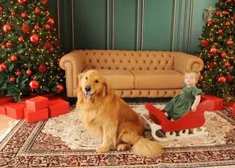 bebe com cachorro golden retriever celebra o natal em linda decora&ccedil;&atilde;o 
