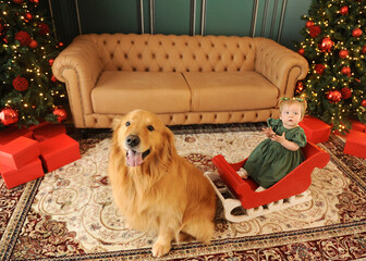 bebe com cachorro golden retriever celebra o natal em linda decora&ccedil;&atilde;o 