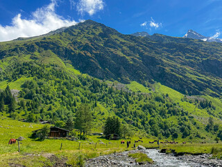 French Alpine Landscape with Cows on a Summer Day