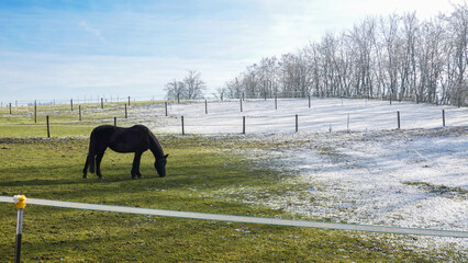 Naklejka premium Pferd auf der Weide im Winter bei Rauhreif