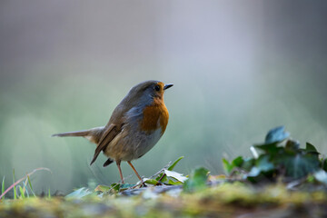 Robin resting on the ground. Close-up view. Blur background with shallow depth of field.