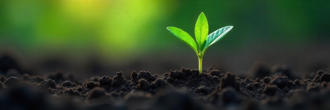 A vibrant green sprout pushing through dark, fertile soil , beginning, texture