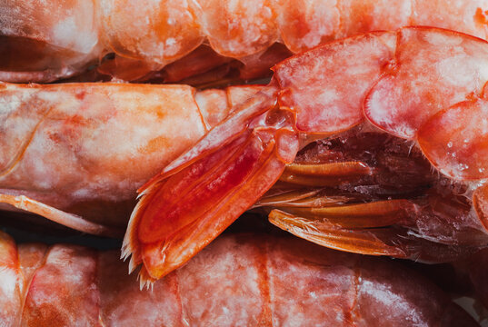 Fresh langoustines close up showcasing vibrant colors