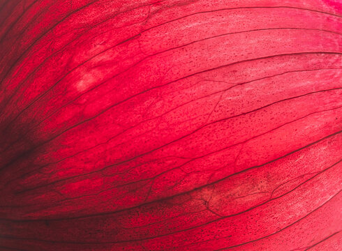 Detailed macro shot of red onion texture