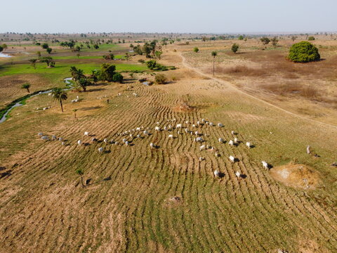 Aerial view of cattle clustered on the patterned grasses, with a meandering stream and scattered trees punctuating the landscape, Rutu, Nasarawa, Nigeria.