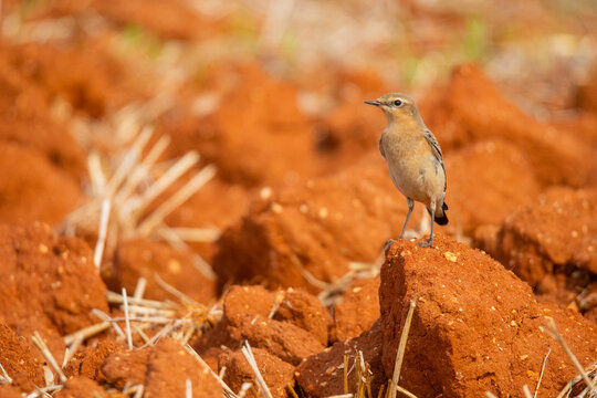 Black-eared wheatear on red soil in Andalucia