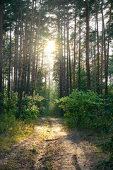 Sunshine passing through the trees of the mixed forest.