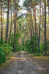 Sunshine passing through the trees of the mixed forest.