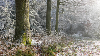 Winterspaziergang mit Rauhreif
